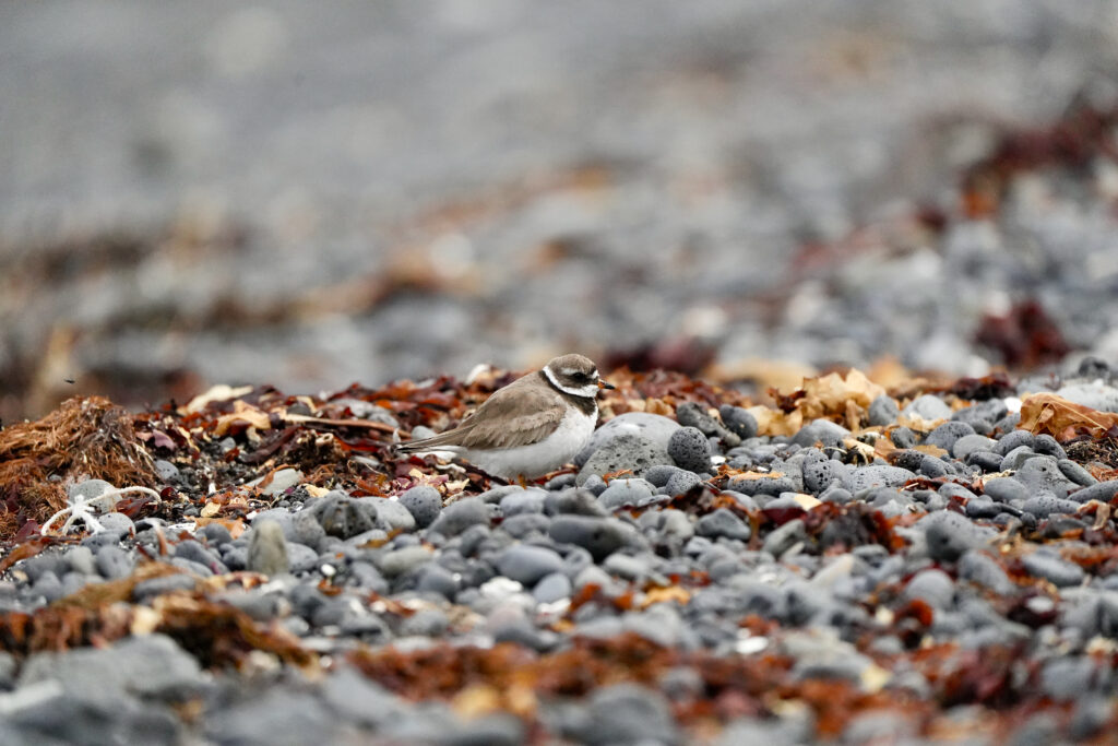 Sandregenpfeifer