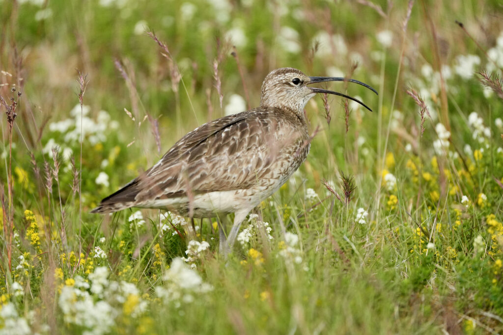 Regenbrachvogel