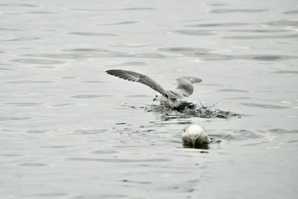 Eissturmvogel