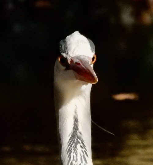 Ardea cinerea2_Türkenschanzpark