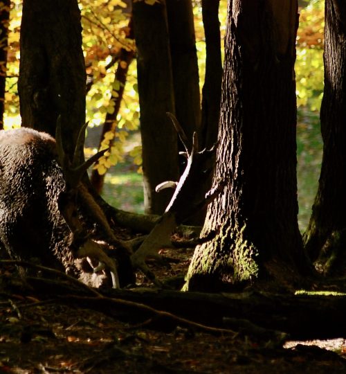 Cervus elaphus_Naturpark Purkersdorf