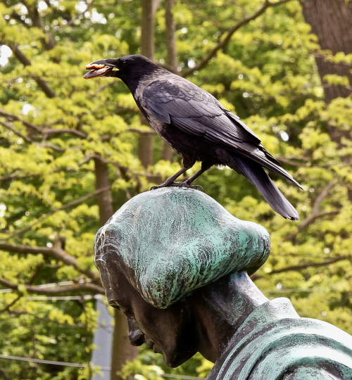 Corvus corone ssp_Joseph Kainz Park