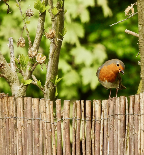 Erithacus rubecula2_Gablitz (1)