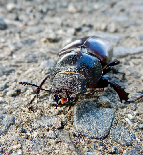 Lucanus cervus_Thayatal