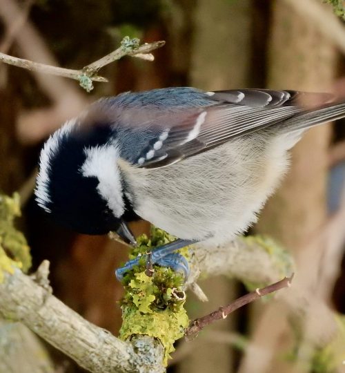 Periparus ater_Traunstein