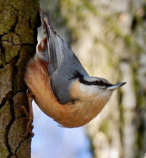 Sitta europaea2_Türkenschanzpark