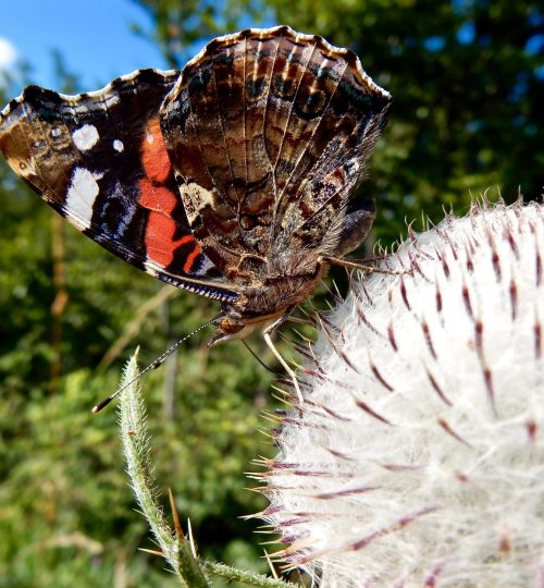 Vanessa atalanta, Filbling