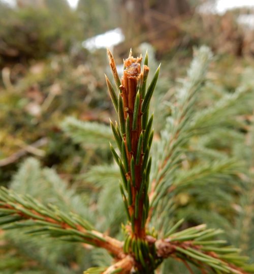 Verbiss_Schalenwild_Winterverbiss_Ödensee(22.3.2016)