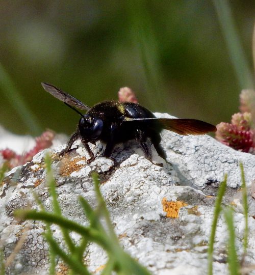 Xylocopa_Leiser Berge